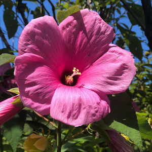 Meet your Posher, Paytin